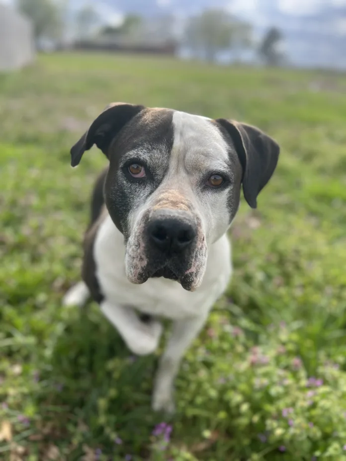 Chaucer the Pit Bull